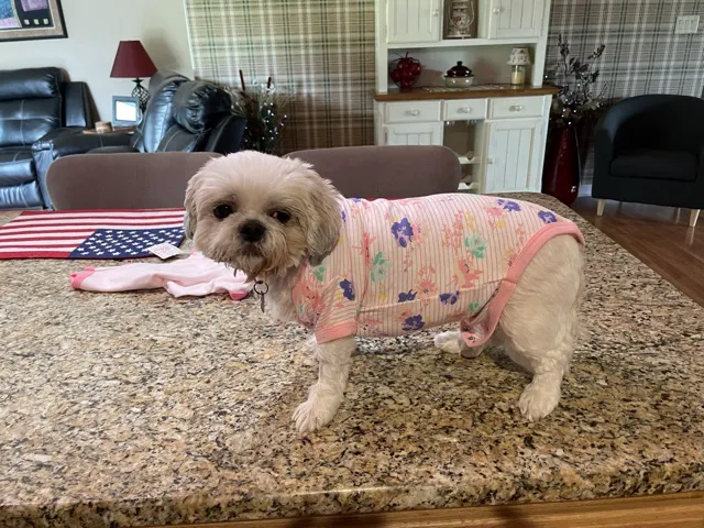 Littlestown Veterinary Hospital 12