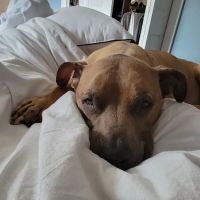 Madonna Veterinary Clinic Inc ico