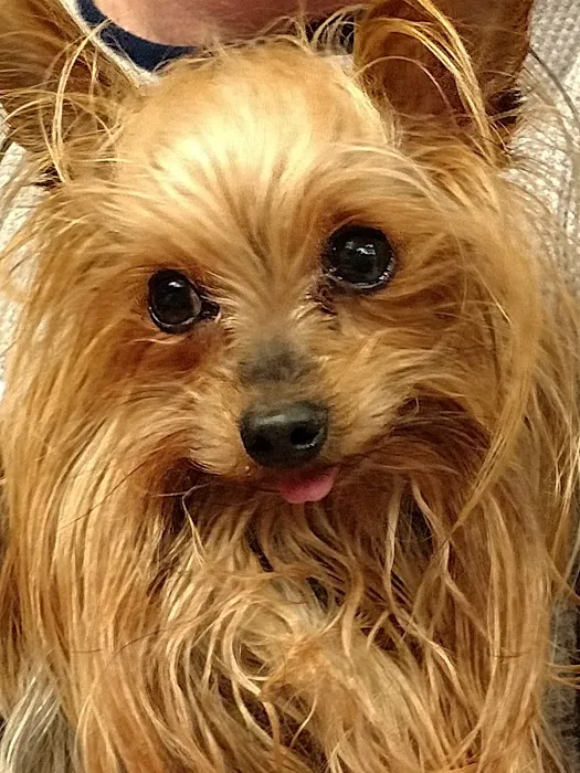 Madonna Veterinary Clinic Inc 12