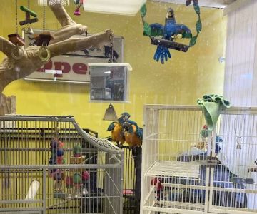 Bay Area Exotic Pets