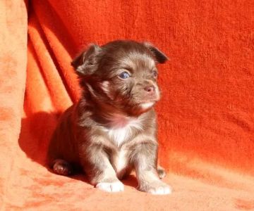 ChihuahuasOfTexas.com!