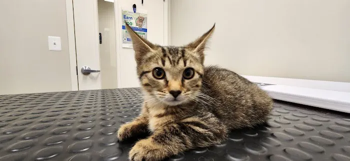 Jarrettsville Veterinary Center 12