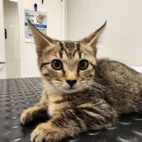 Jarrettsville Veterinary Center ico