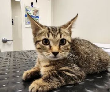 Jarrettsville Veterinary Center