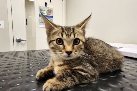 Jarrettsville Veterinary Center
