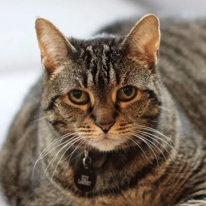 Jarrettsville Veterinary Center 12