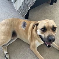 Pleasantville Animal Hospital of Fallston ico
