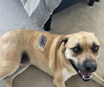 Pleasantville Animal Hospital of Fallston
