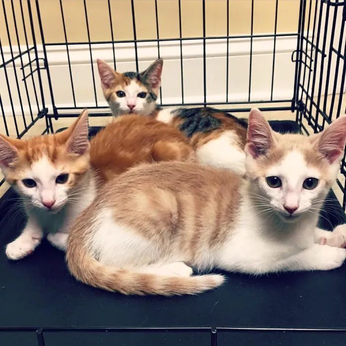Pleasantville Animal Hospital of Fallston 12