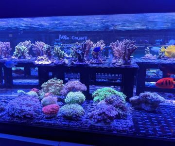 Aquarium Design Group