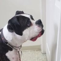 Stewartstown Vet Services ico