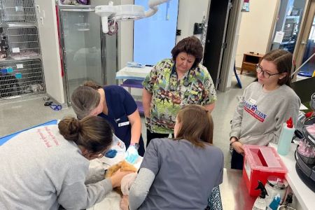 Mason Dixon Animal Emergency Hospital