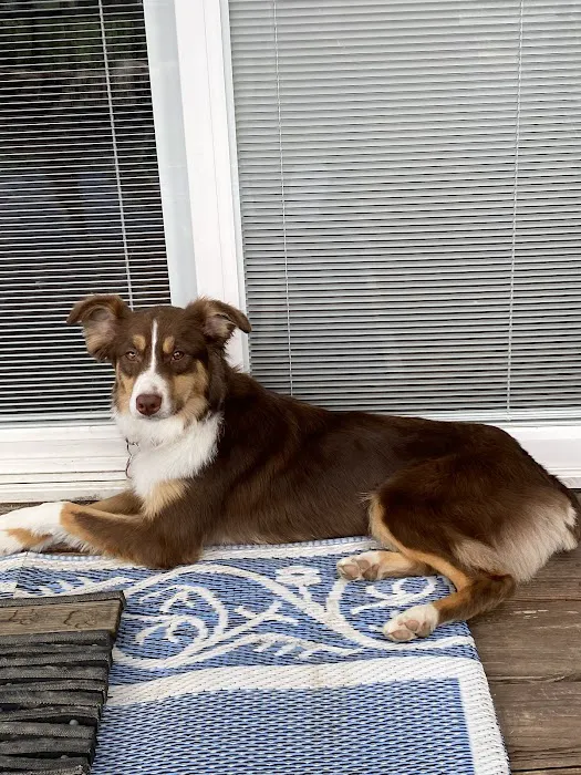 Mason Dixon Animal Emergency Hospital 12