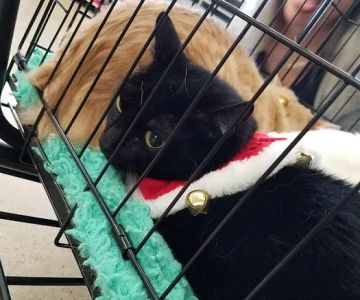 Petco