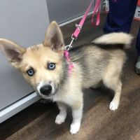 PetVet Vaccination Clinic ico