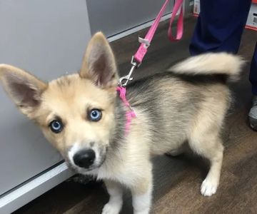 PetVet Vaccination Clinic