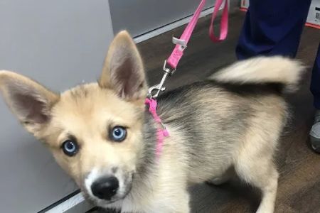 PetVet Vaccination Clinic