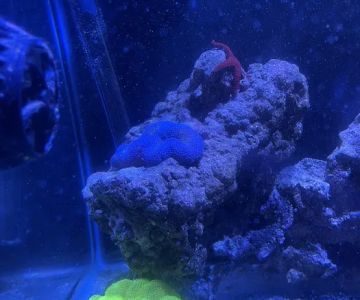 The Aquatic Life