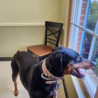 Shrewsbury Veterinary Clinic ico