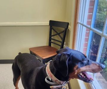 Shrewsbury Veterinary Clinic