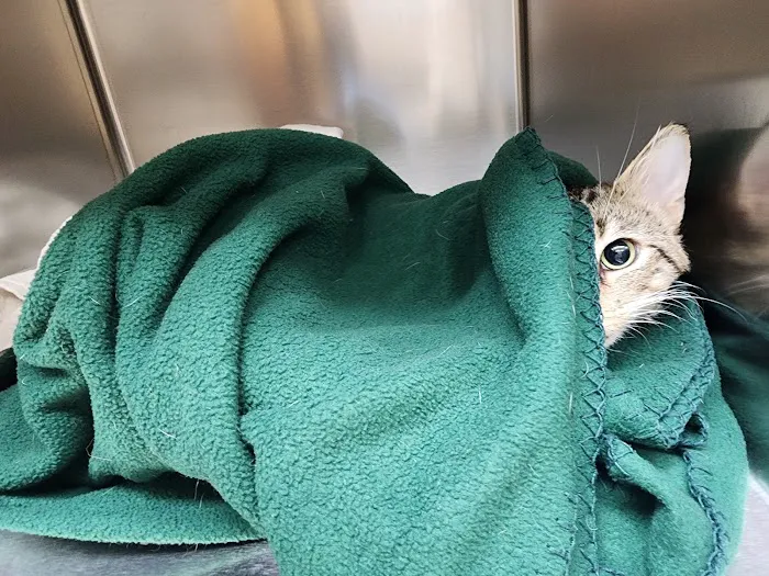 VCA Old Trail Animal Hospital 12