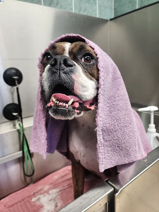 VCA Old Trail Animal Hospital 12