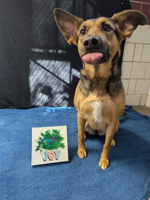 VCA Old Trail Animal Hospital 12