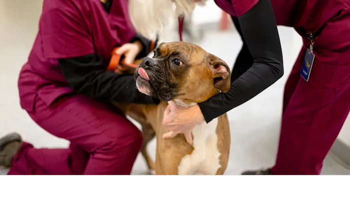 Celebrie Veterinary Hospital 12