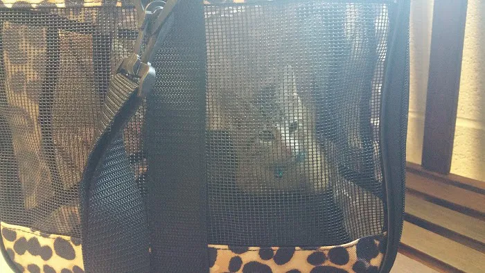 Celebrie Veterinary Hospital 12