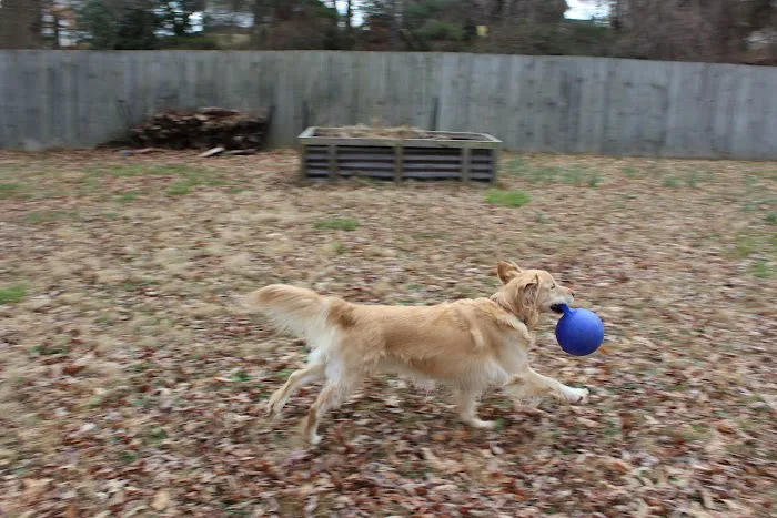 Animal Care Center & Pet Resort 12