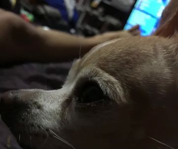 Tiny Paws Resale