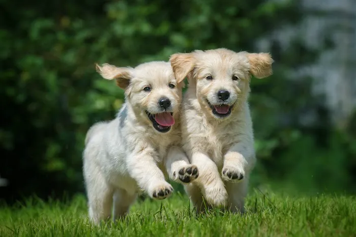 Petland Woodlands 3