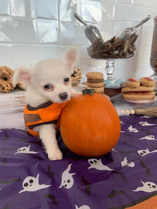 Petland Woodlands 4
