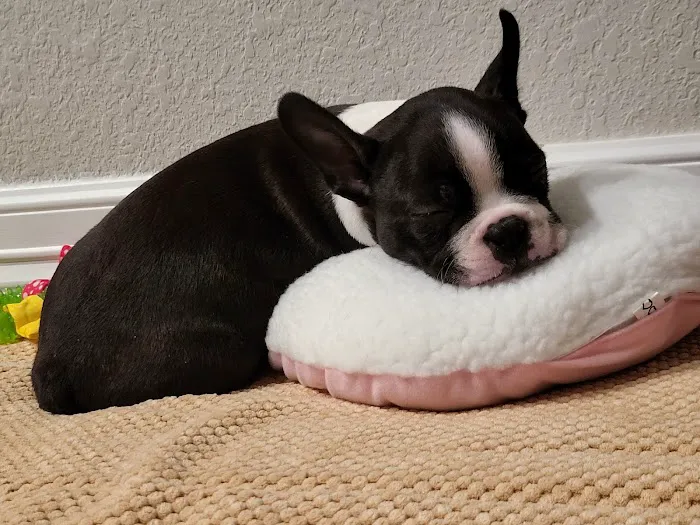 Petland Woodlands 8