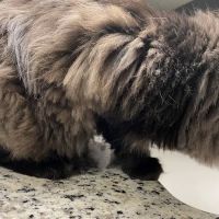 Catoctin Veterinary Clinic ico