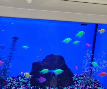Petco
