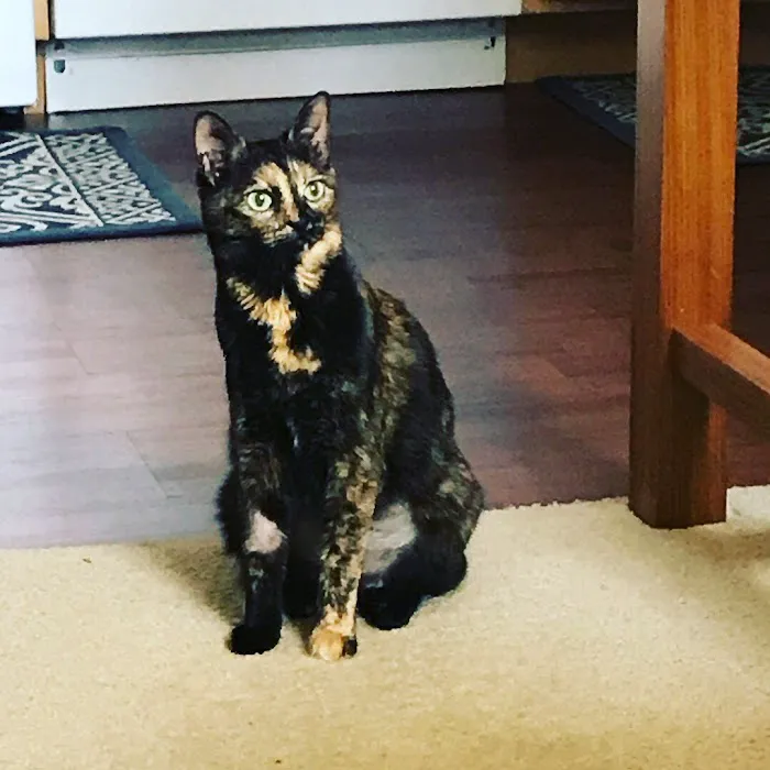 Mid Atlantic Cat Hospital 12
