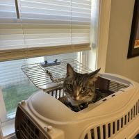Mid Atlantic Cat Hospital ico