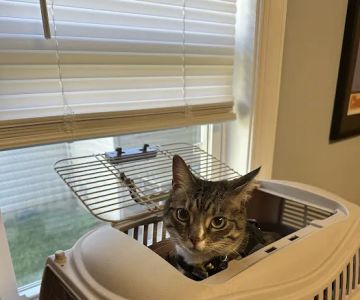 Mid Atlantic Cat Hospital
