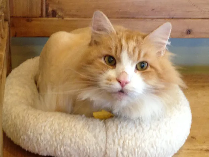Mid Atlantic Cat Hospital 12