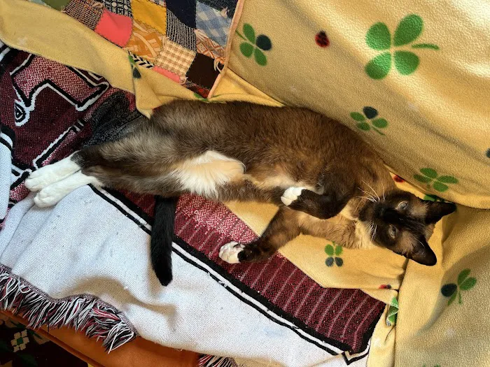 Mid Atlantic Feline Thyroid Center 12