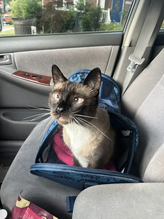Mid Atlantic Feline Thyroid Center 12