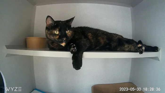 Mid Atlantic Feline Thyroid Center 12