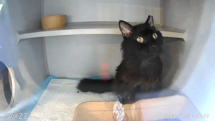 Mid Atlantic Feline Thyroid Center 12