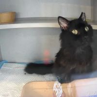 Mid Atlantic Feline Thyroid Center ico