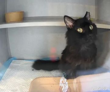 Mid Atlantic Feline Thyroid Center