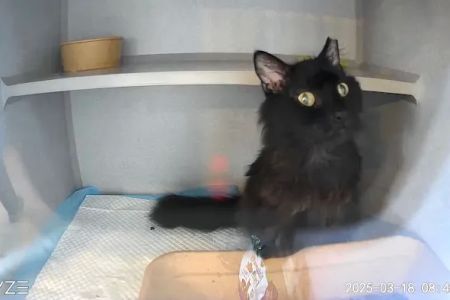 Mid Atlantic Feline Thyroid Center