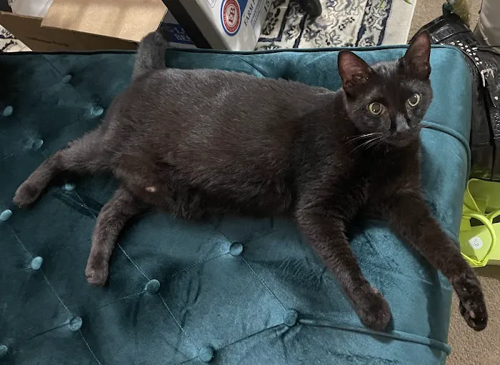 Mid Atlantic Feline Thyroid Center 12