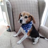 Town & Country Animal Hospital: Maltby Kathleen DVM ico