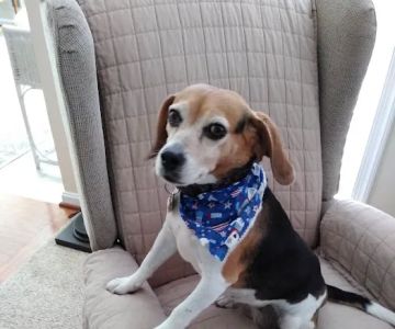 Town & Country Animal Hospital: Maltby Kathleen DVM